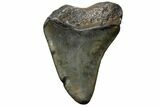 Bargain, Megalodon Tooth - North Carolina #152900-1